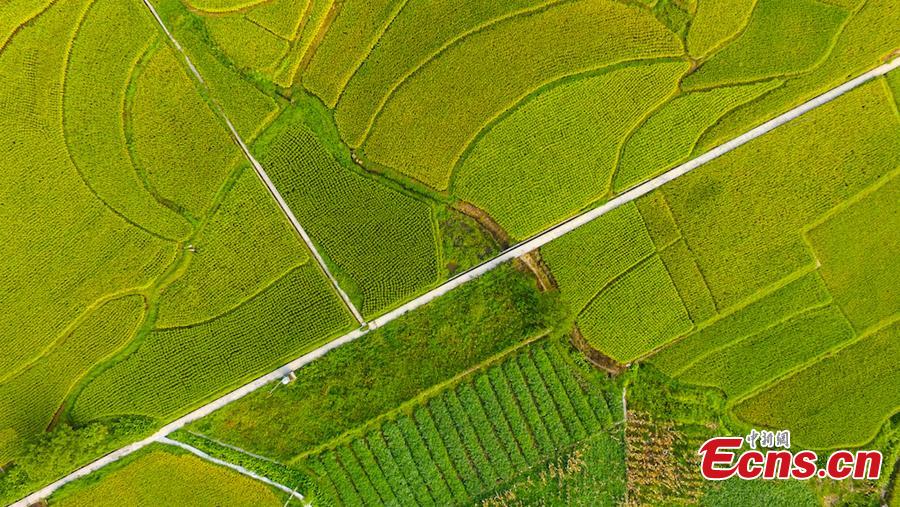 An aerial view of paddy fields in Xuyong County, Southwest China’s Sichuan Province, Aug. 16, 2018. The paddy fields stretch for several miles, occasionally separated by roads, and form a spectacular scene. (Photo: China News Service/Li Xin)