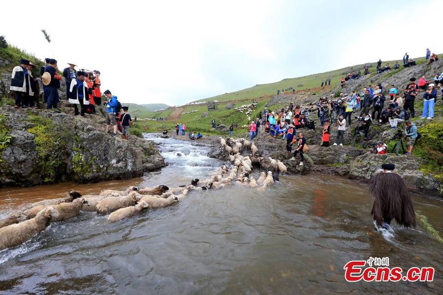 The opening ceremony of a sheep-shearing festival by the Yi people has been held in Meigu County, Southwest China\'s Sichuan Province. The Yi usually chose an auspicious day between late July and early August to hold the grand festival, which also includes sheep fighting, wrestling and horse racing. (Photo/China News Service)