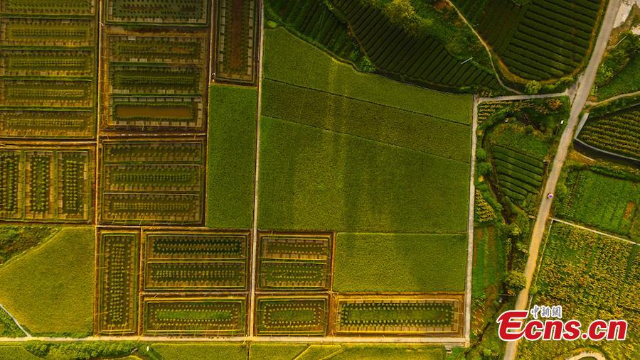 An aerial view of paddy fields in Xuyong County, Southwest China’s Sichuan Province, Aug. 16, 2018. The paddy fields stretch for several miles, occasionally separated by roads, and form a spectacular scene. (Photo: China News Service/Li Xin)