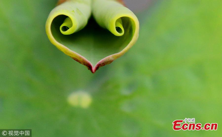 File photo shows a heart-shaped leaf. (Photo/VCG)