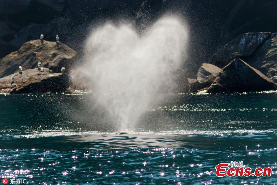 File photo shows heart-shaped spray. (Photo/IC)