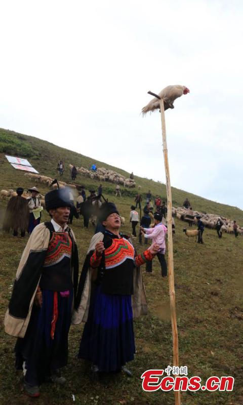 The opening ceremony of a sheep-shearing festival by the Yi people has been held in Meigu County, Southwest China\'s Sichuan Province. The Yi usually chose an auspicious day between late July and early August to hold the grand festival, which also includes sheep fighting, wrestling and horse racing. (Photo/China News Service)