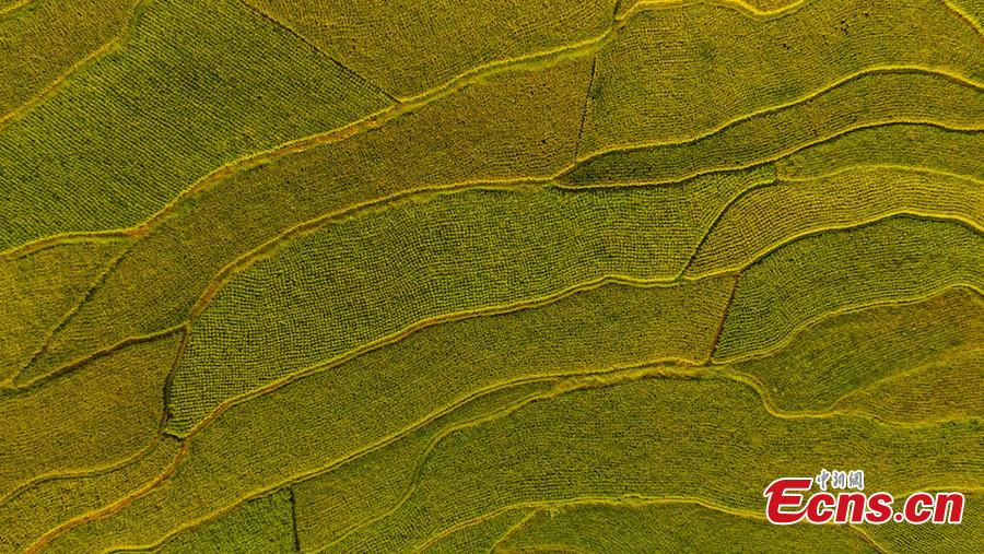 An aerial view of paddy fields in Xuyong County, Southwest China’s Sichuan Province, Aug. 16, 2018. The paddy fields stretch for several miles, occasionally separated by roads, and form a spectacular scene. (Photo: China News Service/Li Xin)