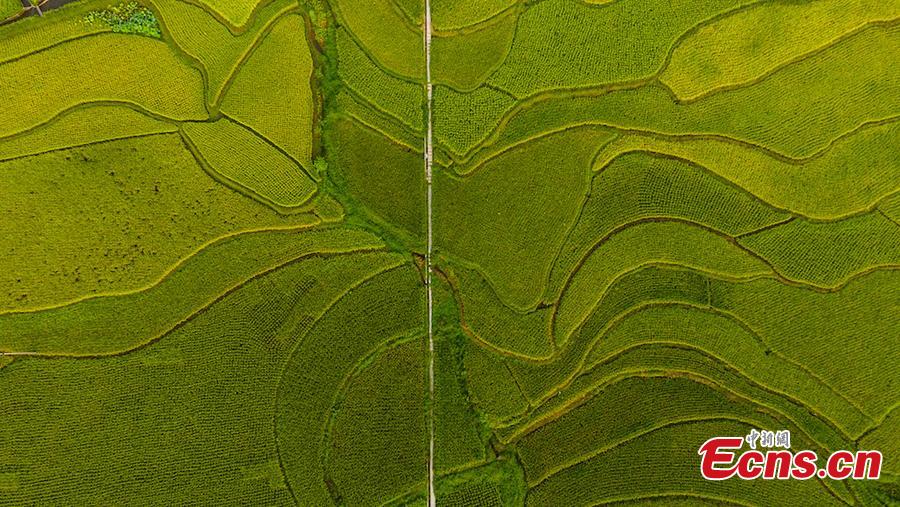 An aerial view of paddy fields in Xuyong County, Southwest China’s Sichuan Province, Aug. 16, 2018. The paddy fields stretch for several miles, occasionally separated by roads, and form a spectacular scene. (Photo: China News Service/Li Xin)