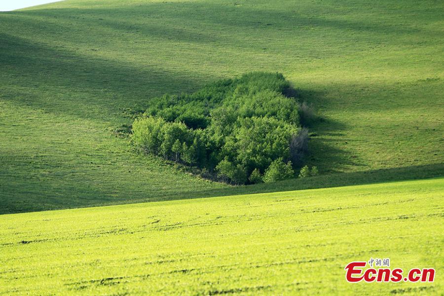 File photo shows a heart-shaped woods.(Photo/VCG)
