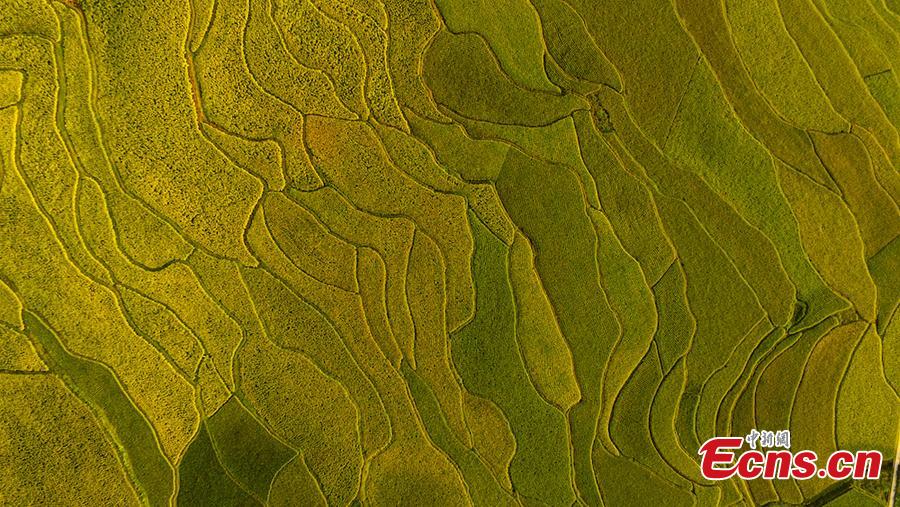 An aerial view of paddy fields in Xuyong County, Southwest China’s Sichuan Province, Aug. 16, 2018. The paddy fields stretch for several miles, occasionally separated by roads, and form a spectacular scene. (Photo: China News Service/Li Xin)