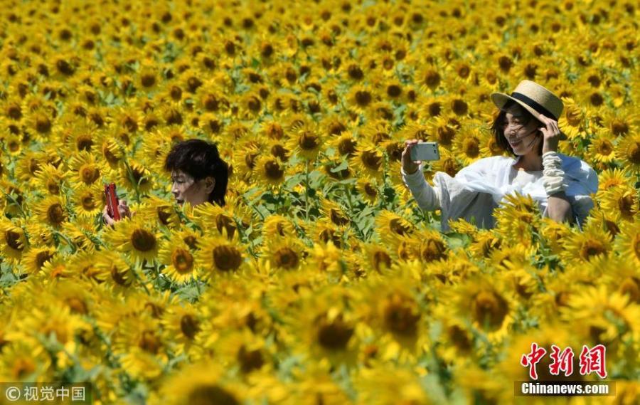 About two million sunflowers were planted in Mashiko-machi, a town north of Tokyo, Japan for Sunflower Festival, which attracts many tourists on August 17, 2018. (Photo/VCG)