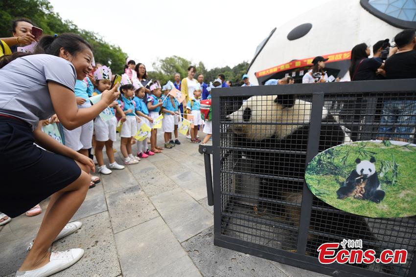 One of two giant pandas given new homes in Jilin Province is transported to Changchun Airport in Jilin Province, Aug. 20, 2018. Jiajia and Mengmeng were the first giant pandas to live in a high-altitude habitat in China after they were moved from Sichuan to the Jilin Wild Life Rescue and Breeding Center in Changchun in 2015. Over the past three years, the two pandas have adapted to the new environment in Changchun. They have now been transported to Dujiangyan base in Sichuan province for a breeding project next year. (Photo: China News Service/Zhang Yao)