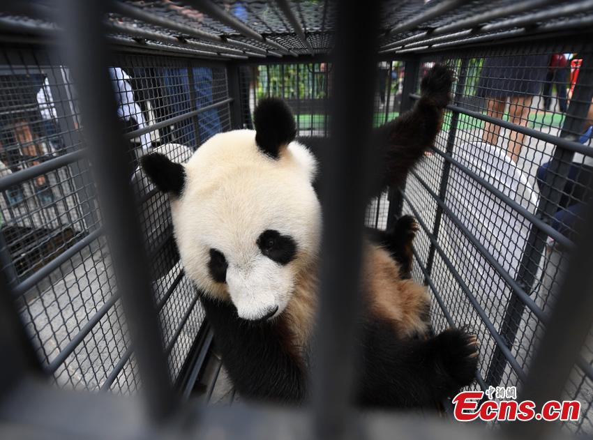 One of two giant pandas given new homes in Jilin Province is transported to Changchun Airport in Jilin Province, Aug. 20, 2018. Jiajia and Mengmeng were the first giant pandas to live in a high-altitude habitat in China after they were moved from Sichuan to the Jilin Wild Life Rescue and Breeding Center in Changchun in 2015. Over the past three years, the two pandas have adapted to the new environment in Changchun. They have now been transported to Dujiangyan base in Sichuan province for a breeding project next year. (Photo: China News Service/Zhang Yao)