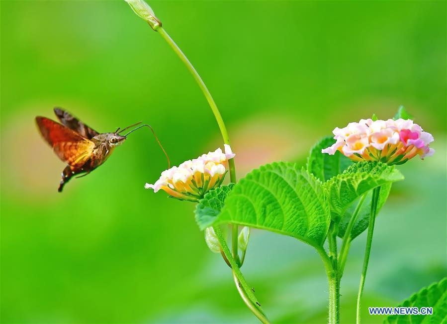 A moth flies among flowers at the Wenquan Park in Fuzhou, capital of southeast China\'s Fujian Province, Aug. 18, 2018. (Xinhua/Mei Yongcun)