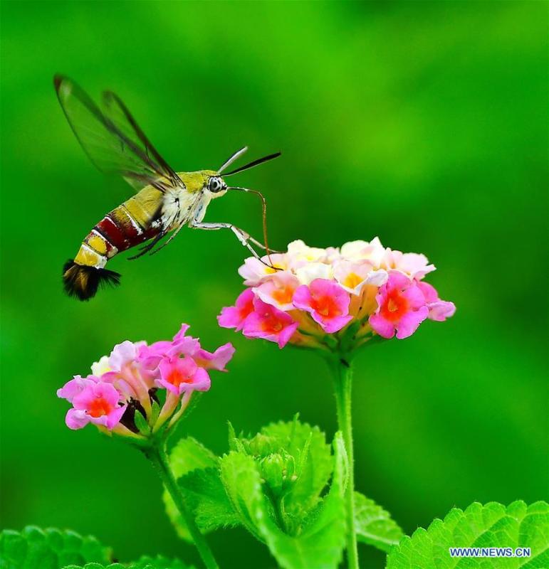 A moth flies among flowers at the Wenquan Park in Fuzhou, capital of southeast China\'s Fujian Province, Aug. 18, 2018. (Xinhua/Mei Yongcun)