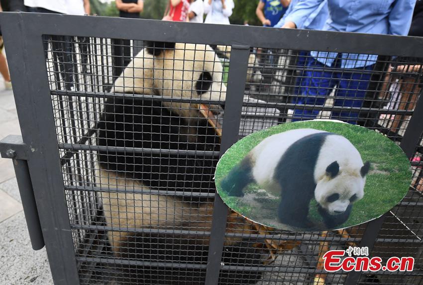 One of two giant pandas given new homes in Jilin Province is transported to Changchun Airport in Jilin Province, Aug. 20, 2018. Jiajia and Mengmeng were the first giant pandas to live in a high-altitude habitat in China after they were moved from Sichuan to the Jilin Wild Life Rescue and Breeding Center in Changchun in 2015. Over the past three years, the two pandas have adapted to the new environment in Changchun. They have now been transported to Dujiangyan base in Sichuan province for a breeding project next year. (Photo: China News Service/Zhang Yao)