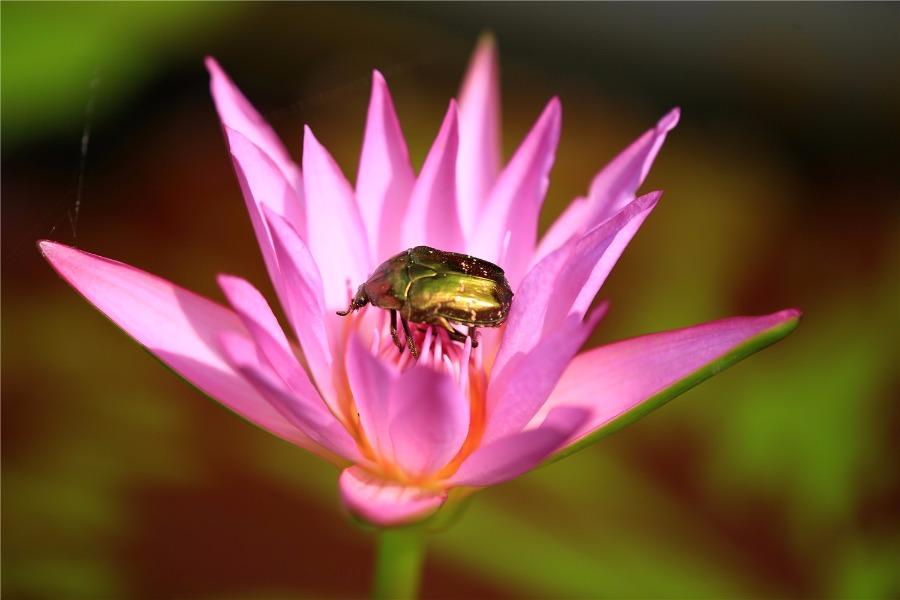 More than 300 varieties of water lilies from around the world are being shown at the Shanghai Chenshan Botanical Garden. (Photo/China Daily)