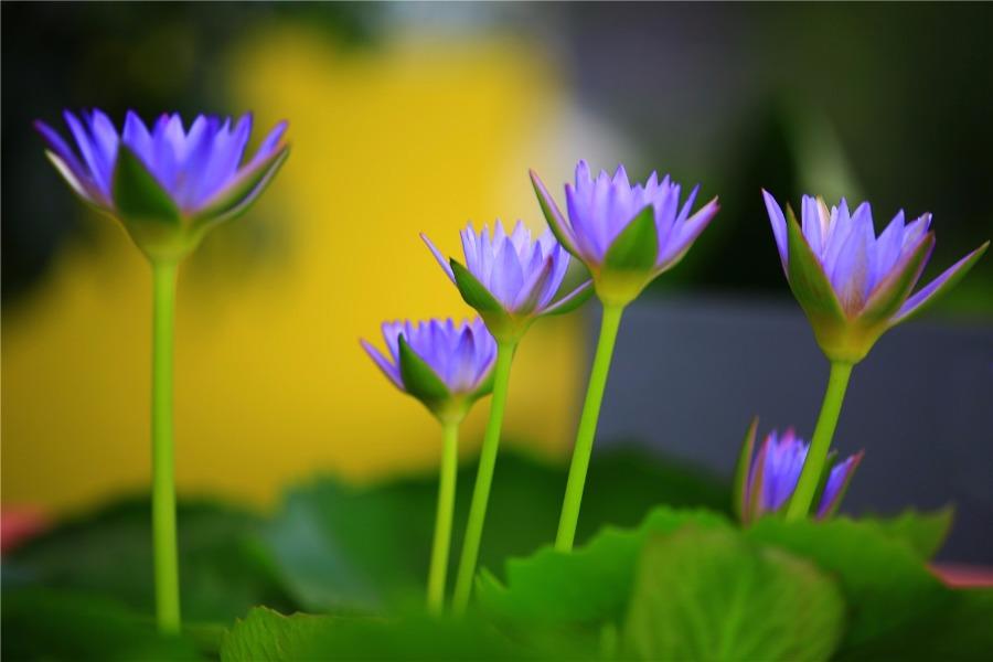 More than 300 varieties of water lilies from around the world are being shown at the Shanghai Chenshan Botanical Garden. (Photo/China Daily)