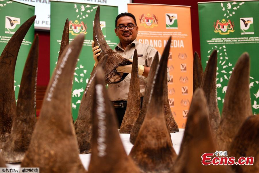 Malaysian Wildlife Enforcement division Director Salman Bin Haji Saaban displays seized rhino horns and other animal parts at the Department of Wildlife and National Parks headquarters in Kuala Lumpur on August 20, 2018. Malaysia has made a record seizure of 50 rhino horns worth an estimated 12 million US dollars as they were being flown to Vietnam, authorities said on August 20. (Photo/Agencies)