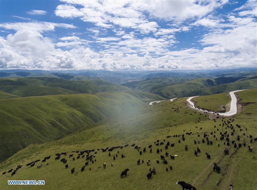 Aerial photo taken on Aug. 20, 2018 shows cattle grazing near Shangnan highway in Rangtang County, southwest China\'s Sichuan Province. At an altitude of over 3,000 meters, the nearly-40-kilometer Shangnan highway is a major road in the county which served a key role in shaking off poverty for local Tibetan herdsmen. (Xinhua/Jiang Hongjing)