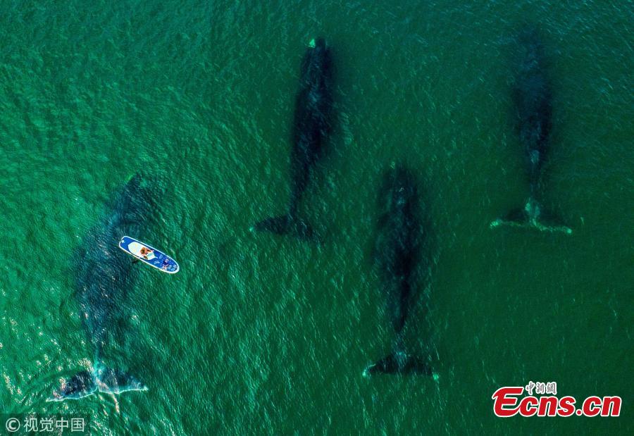 Bowhead whales swim in the Vrangel Bay, 50km of the southern border of the Shantar Islands National Park. The bowhead whales, also known as Greenland right whales, can weigh from 75 to 100 tones and occupy the Bering-Chukchi-Beaufort (BCB) region. The population of the whales is 10,000. (Photo/VCG)