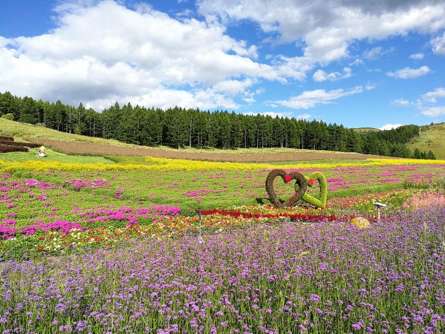 Beautiful flowers in Aershan National Forest Park, in the south part of the Greater Hinggan Mountains of the Inner Mongolia autonomous region on Aug. 22, 2018. (Photo provided to chinadaily.com.cn)