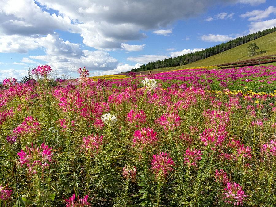 Beautiful flowers in Aershan National Forest Park, in the south part of the Greater Hinggan Mountains of the Inner Mongolia autonomous region on Aug. 22, 2018. (Photo provided to chinadaily.com.cn)