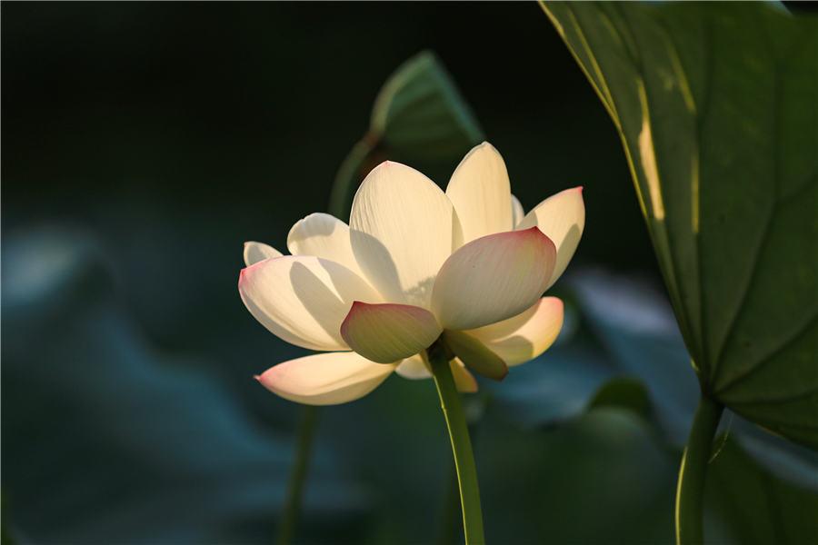 The natural beauty inside Huaihe River Ecological Park in Huai\'an, East China\'s Jiangsu Province, on Aug. 23, 2018. (Photo by Zhao Qirui/Asianewsphoto)

August 23 marks the End of Heat solar term this year. As the Chinese saying goes, when End of Heat arrives, the fury of summer starts going down. Plants at Huaihe River Ecological Park breathe the refreshing autumn air. Visitors are able to relax in this autumn fairytale-like scenery.