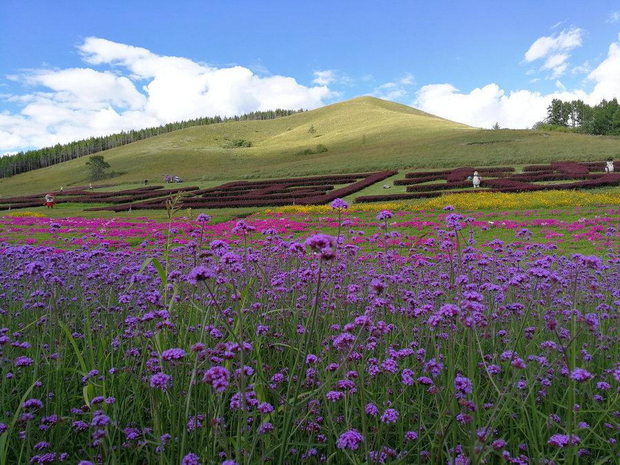 Beautiful flowers in Aershan National Forest Park, in the south part of the Greater Hinggan Mountains of the Inner Mongolia autonomous region on Aug. 22, 2018. (Photo provided to chinadaily.com.cn)