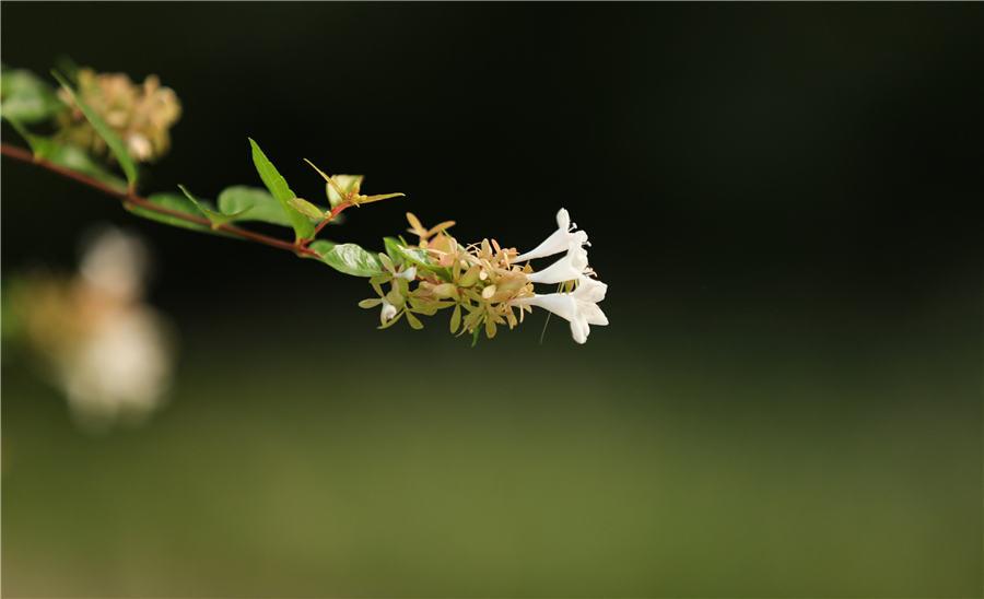 The natural beauty inside Huaihe River Ecological Park in Huai\'an, East China\'s Jiangsu Province, on Aug. 23, 2018. (Photo by Zhao Qirui/Asianewsphoto)