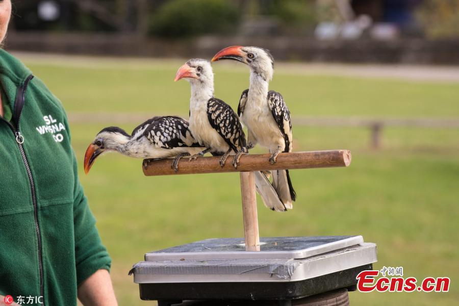 Photo taken on Aug. 21, 2018 shows a huge-scale operation taking place at ZSL Whipsnade Zoo, as keepers coaxed thousands of animals, including parrots, meerkats, turtles and rhinoceroses, to step onto the scales for their annual weigh-in. As part of their regular check-ups, all creatures great and small, from gargantuan rhinos to feather-light butterflies, have had their vital statistics recorded as a way of keeping track of the health and wellbeing of the 3500 animals at the UK’s largest Zoo. (Photo/IC)