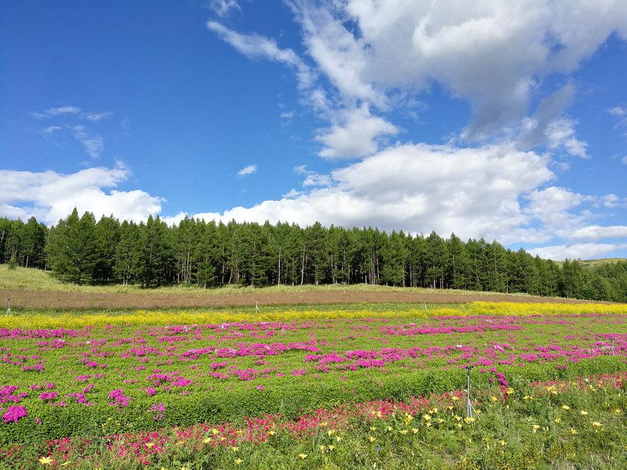 Beautiful flowers in Aershan National Forest Park, in the south part of the Greater Hinggan Mountains of the Inner Mongolia autonomous region on Aug. 22, 2018. (Photo provided to chinadaily.com.cn)