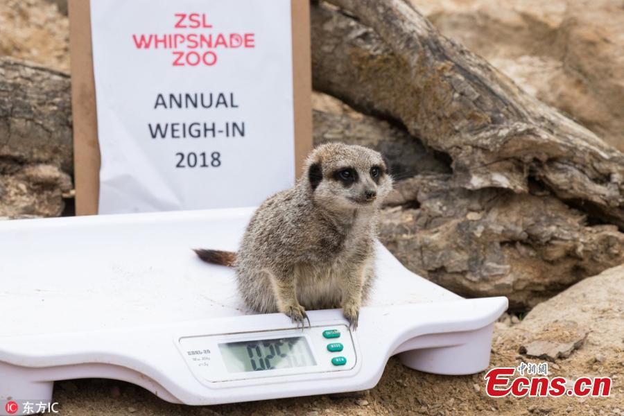 Photo taken on Aug. 21, 2018 shows a huge-scale operation taking place at ZSL Whipsnade Zoo, as keepers coaxed thousands of animals, including parrots, meerkats, turtles and rhinoceroses, to step onto the scales for their annual weigh-in. As part of their regular check-ups, all creatures great and small, from gargantuan rhinos to feather-light butterflies, have had their vital statistics recorded as a way of keeping track of the health and wellbeing of the 3500 animals at the UK’s largest Zoo. (Photo/IC)