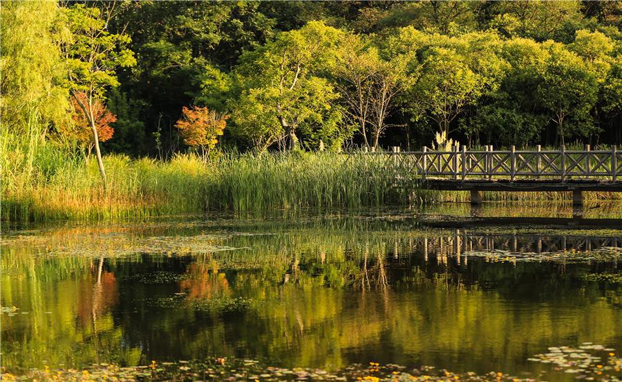 The natural beauty inside Huaihe River Ecological Park in Huai\'an, East China\'s Jiangsu Province, on Aug. 23, 2018. (Photo by Zhao Qirui/Asianewsphoto)