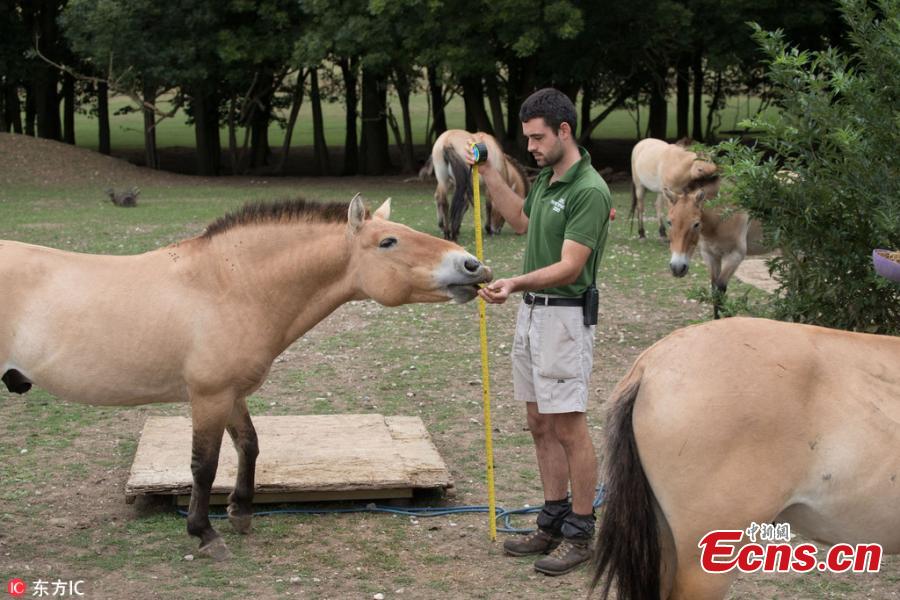 Photo taken on Aug. 21, 2018 shows a huge-scale operation taking place at ZSL Whipsnade Zoo, as keepers coaxed thousands of animals, including parrots, meerkats, turtles and rhinoceroses, to step onto the scales for their annual weigh-in. As part of their regular check-ups, all creatures great and small, from gargantuan rhinos to feather-light butterflies, have had their vital statistics recorded as a way of keeping track of the health and wellbeing of the 3500 animals at the UK’s largest Zoo. (Photo/IC)