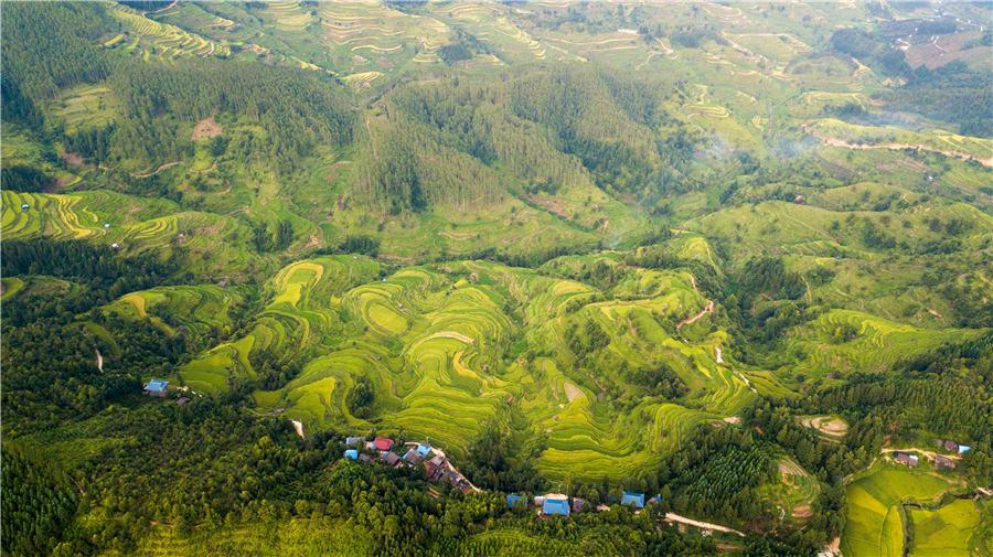 Terraced rice fields transform into greenish golden land in Congjiang county, Southwest China\'s Guizhou Province, Aug. 21, 2018. (Photo/Asianewsphoto)