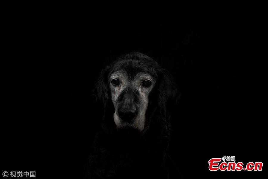 Sweety, mixed Retriever Labrador, a 15-year-old dog, who was abandoned in the street, is pictured at the animal shelter SPA (Societe Protectrice Animaux) Kennel in Gennevilliers, France, Aug. 21, 2018. (Photo/VCG)