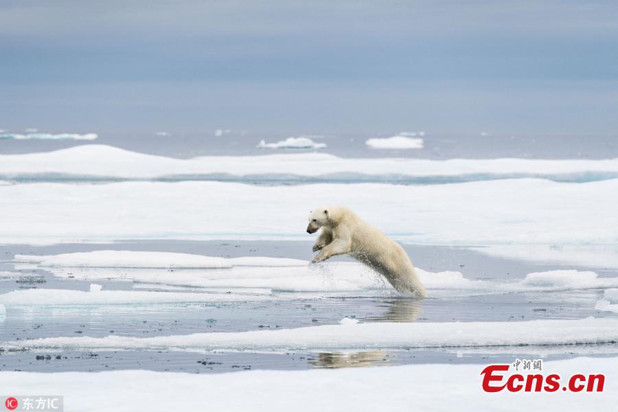 A polar bear crosses thin and breaking pieces of ice which is melting away in the hot summers. (Photo/IC)