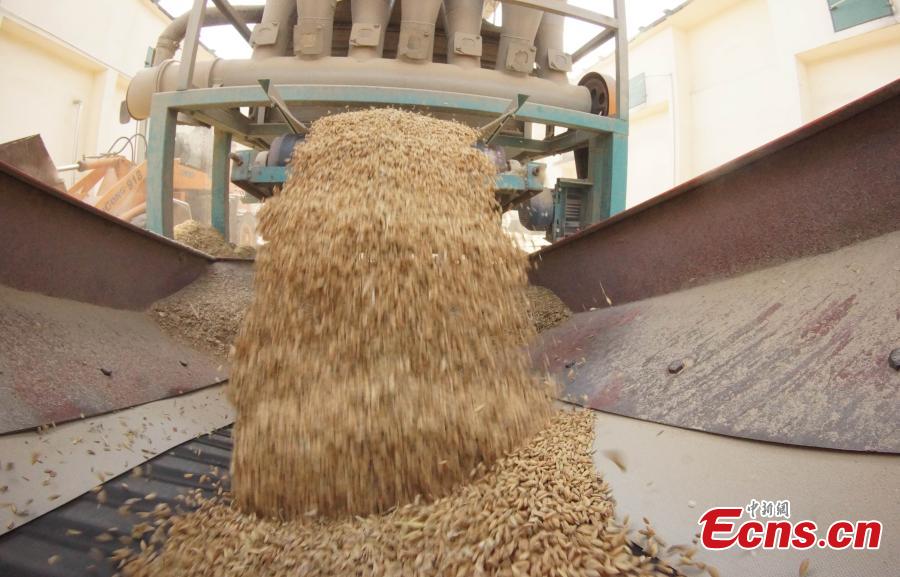 Photo taken on Aug. 23, 2018 shows farmers selling their newly harvested rice at the Sinograin Wannian Depot in Wannnian County, East China’s Jiangxi Province. (Photo: China News Service/Wang Haoyang)