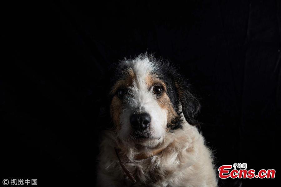 Gnocchi, a 16-year-old dog, mixed Fox terrier, victim of bad treatment by his owner is pictured at the animal shelter SPA (Societe Protectrice Animaux) Kennel in Gennevilliers, France, Aug. 21, 2018. (Photo/VCG)