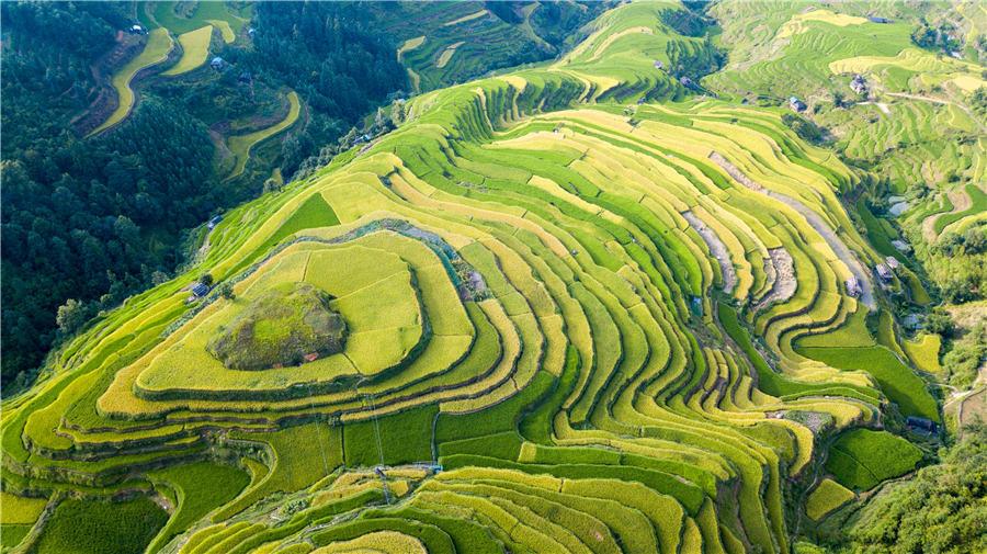 Terraced rice fields transform into greenish golden land in Congjiang county, Southwest China\'s Guizhou Province, Aug. 21, 2018. (Phot/Asianewsphoto)
Entering autumn, the terraced rice fields at the central region of Moon Mountain in Southwest China\'s Guizhou gradually turn golden, indicating a bumper harvest in future.