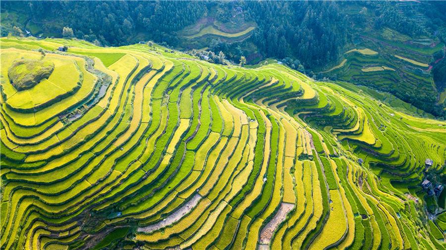 Terraced rice fields transform into greenish golden land in Congjiang county, Southwest China\'s Guizhou Province, Aug. 21, 2018. (Photo/Asianewsphoto)