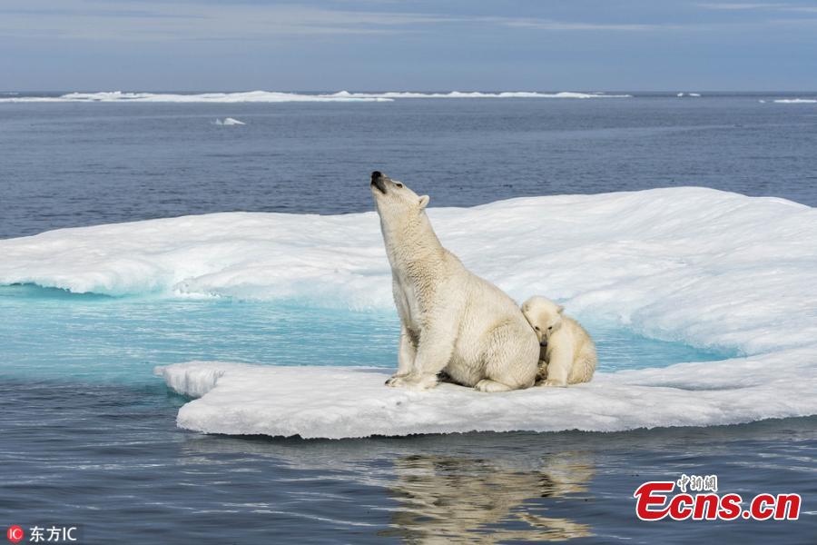 Aerial photos shot by wildlife photographer Florian Ledoux, 28, show polar bears leaping from one piece of thin and breaking ice to another as the area becomes ever more flooded by water in the north of Canada.
A ground-level view of polar bears in the north of Canada where a small block of ice is surrounded by water. (Photo/IC)