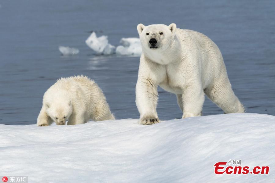 A close-up of the polar bears who are able to camouflage on the ice but must adapt to shrinking territory in Canada. (Photo/IC)