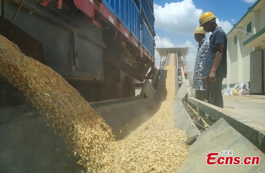 Photo taken on Aug. 23, 2018 shows farmers selling their newly harvested rice at the Sinograin Wannian Depot in Wannnian County, East China’s Jiangxi Province. (Photo: China News Service/Wang Haoyang)