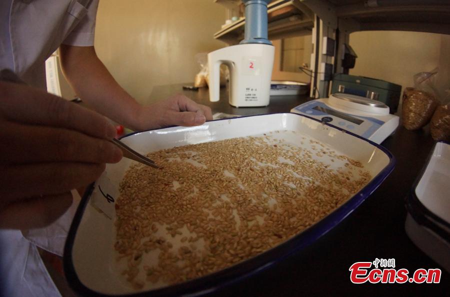 Photo taken on Aug. 23, 2018 shows farmers selling their newly harvested rice at the Sinograin Wannian Depot in Wannnian County, East China’s Jiangxi Province. (Photo: China News Service/Wang Haoyang)