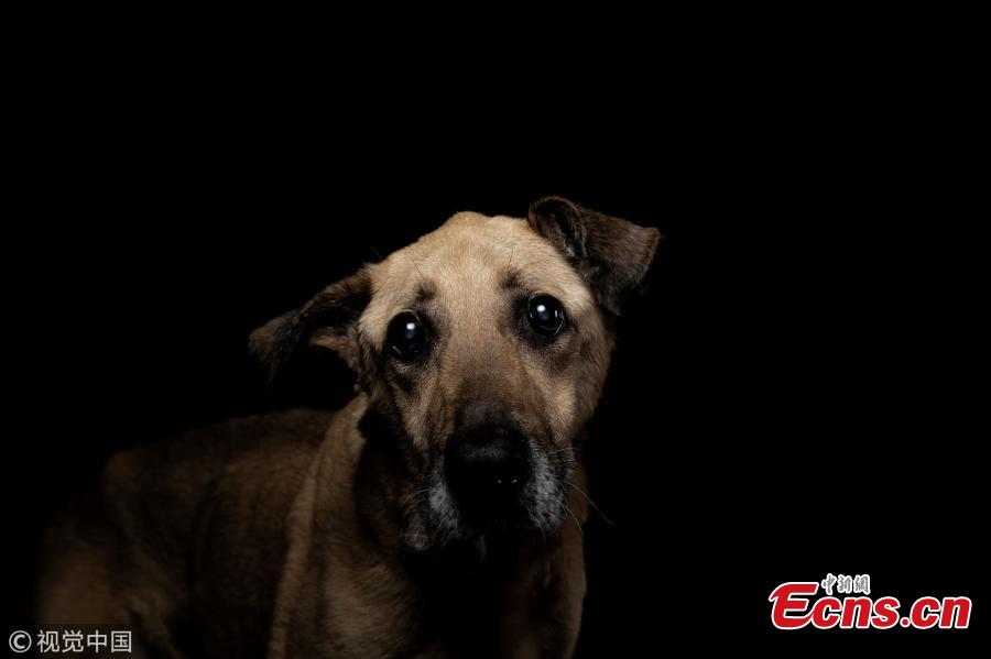 Maycha, a mixed shepherd, a 12-year old dog who was abandoned, found in the street with his body mutilated, is pictured at the animal shelter SPA (Societe Protectrice Animaux) Kennel in Gennevilliers, France, Aug. 21, 2018. (Photo/VCG)