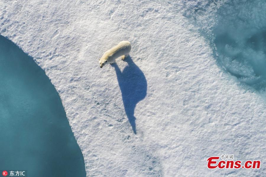 The polar bear casts a long shadow in the summer sunlight as it walks over the remaining sheets of ice. (Photo/IC)