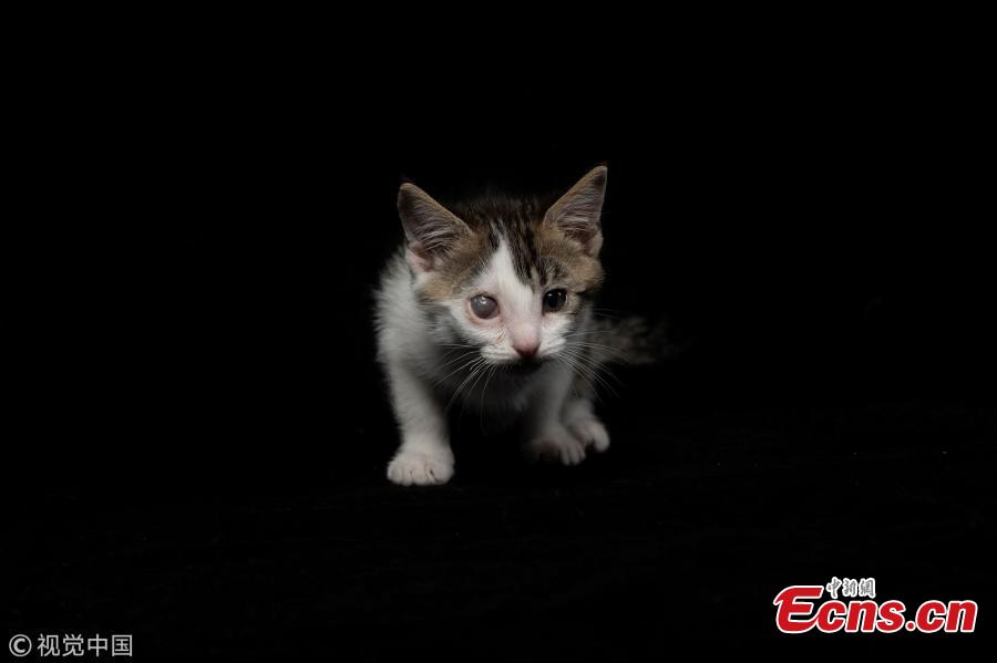 Tiger, a 2-month-old cat who was abandoned with both eyes closed, is pictured in the animal shelter SPA (Societe Protectrice Animaux) Kennel in Gennevilliers, France, Aug. 21, 2018. (Photo/VCG)