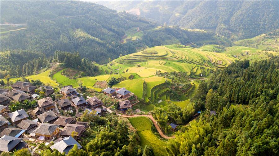 Terraced rice fields transform into greenish golden land in Congjiang county, Southwest China\'s Guizhou Province, Aug. 21, 2018. (Photo/Asianewsphoto)