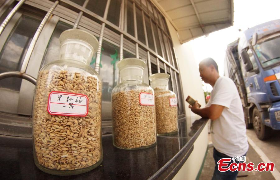 Photo taken on Aug. 23, 2018 shows farmers selling their newly harvested rice at the Sinograin Wannian Depot in Wannnian County, East China’s Jiangxi Province. (Photo: China News Service/Wang Haoyang)