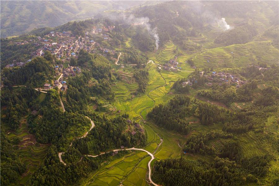 Terraced rice fields transform into greenish golden land in Congjiang county, Southwest China\'s Guizhou Province, Aug. 21, 2018. (Photo/Asianewsphoto)