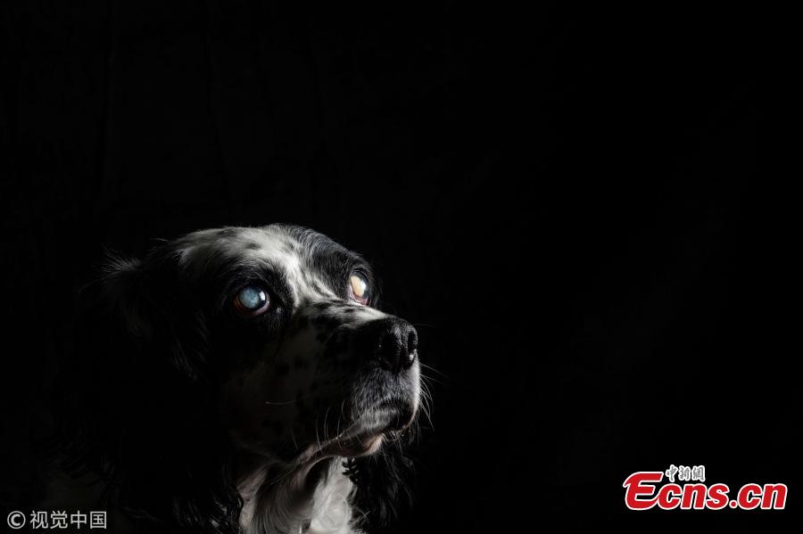 Caprice, a 13-year-old dog, a totally blind Spaniel is pictured at the animal shelter SPA (Societe Protectrice Animaux) Kennel in Gennevilliers, France, Aug. 21, 2018. (Photo/VCG)
