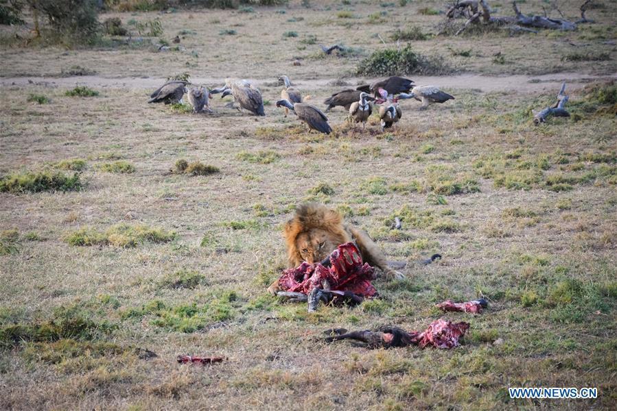 A lion eats its prey at Ol Kinyei conservancy in Maasai Mara, Kenya, July 9, 2018. The founder and Chairman of Mara Conservation Fund (MCF) Zhuo Qiang, a 45-year-old Chinese, has pioneered outstanding wildlife conservation projects in the world famous Maasai Mara ecosystem. Ol Kinyei is among the conservancies benefiting from his activities. Around it, he has built three lion proof boas preventing the wildlife conflict with the adjacent communities. He was officially adopted as a son of the Maasai\'s Ol Kinyei conservation group in 2015, owing to his unwavering friendship with the pastoralists. Zhuo\'s anti-poaching drives in the East African nation expresses the increasing collaboration between Kenyan and China in ending the killing of rhinos, elephants and lions. (Xinhua/Lyu Shuai)